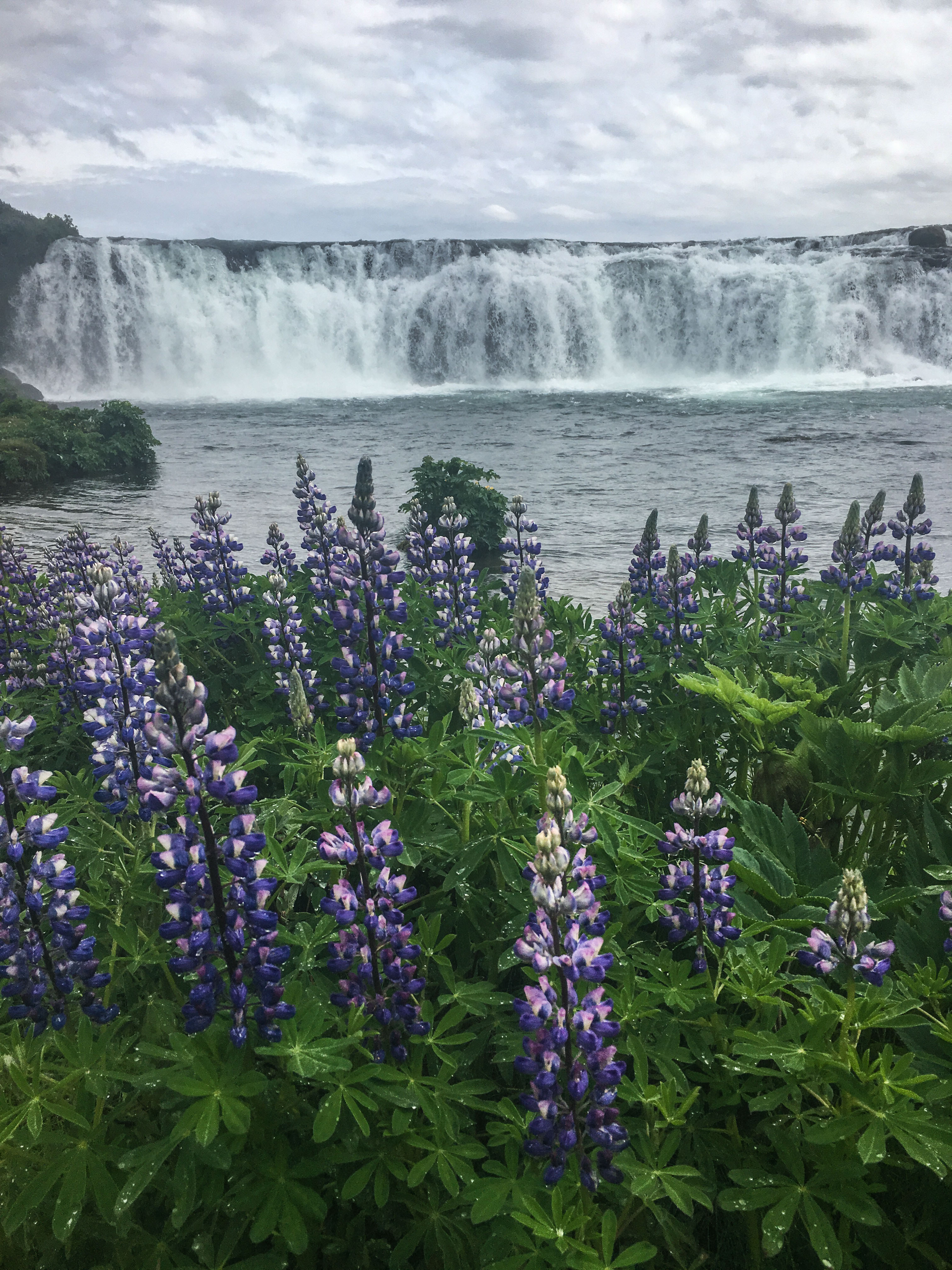 Purple flowers by a waterfall in Iceland