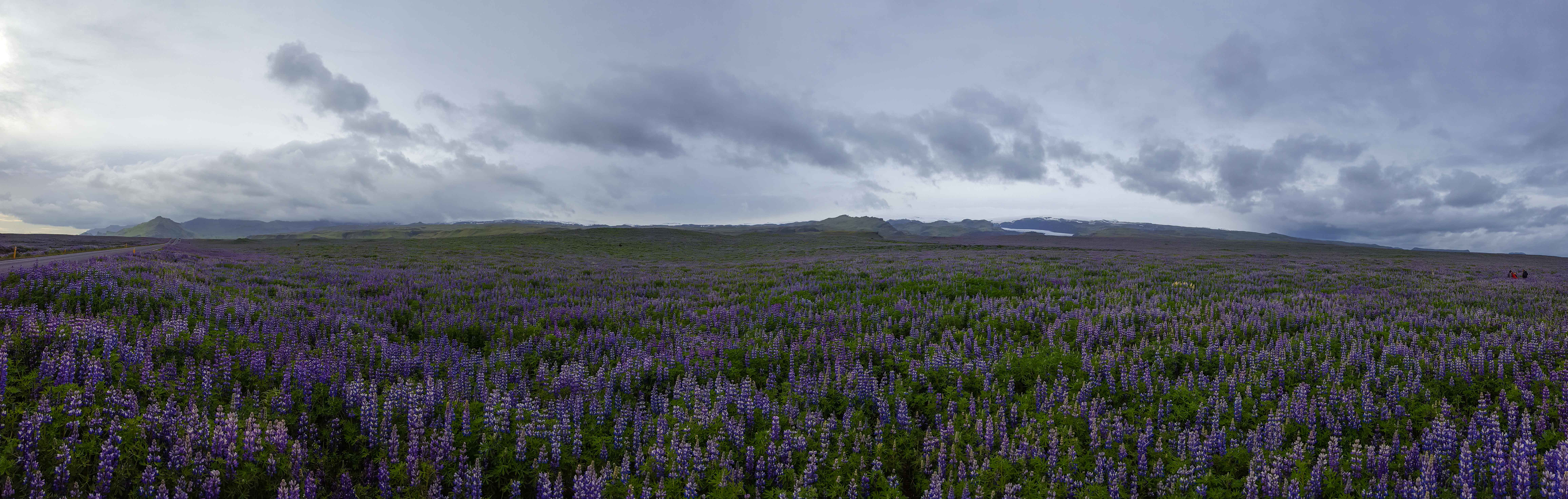 Purple flowers in Iceland
