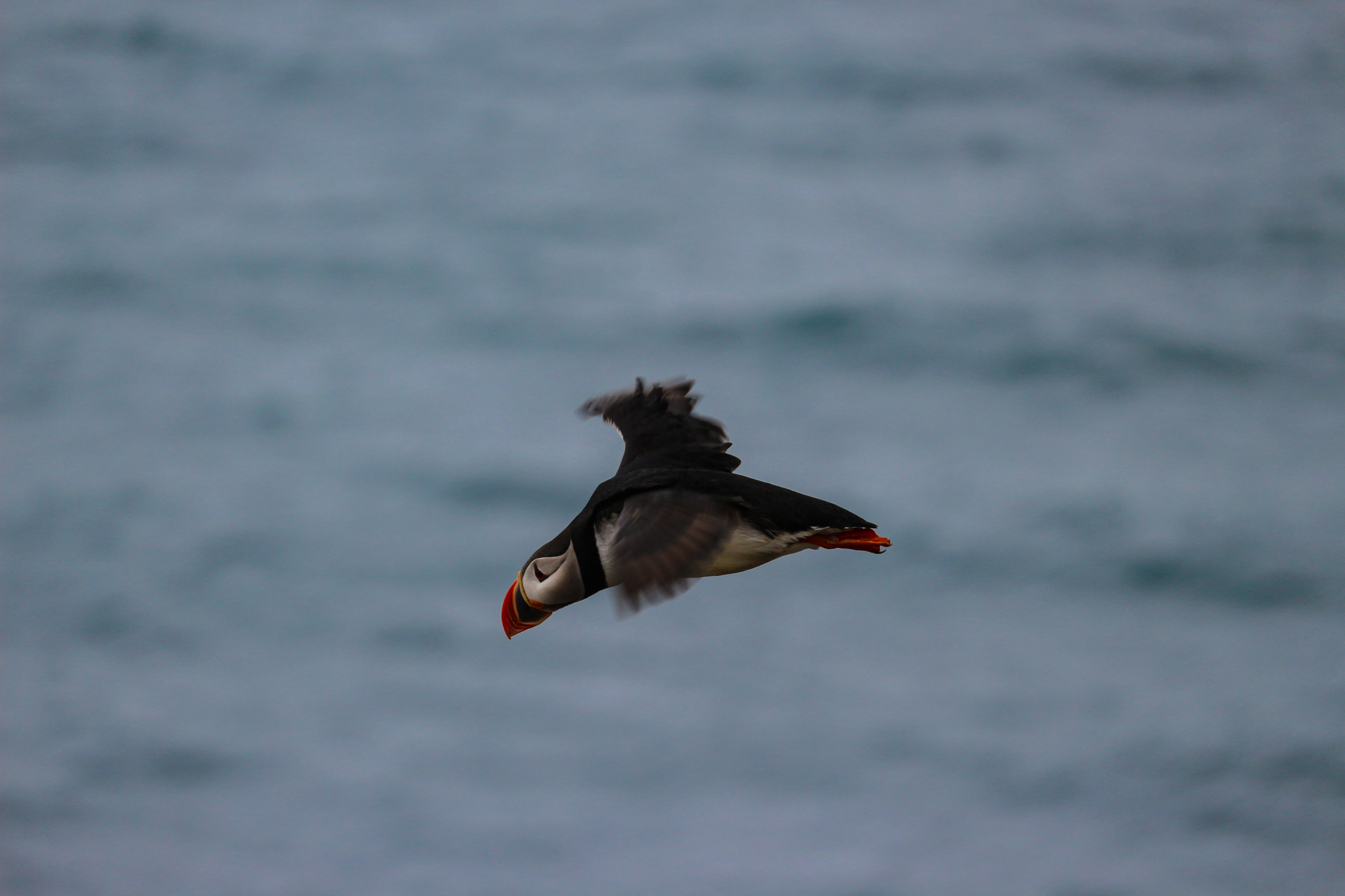 Puffin flying over the sea in Latrabjarg