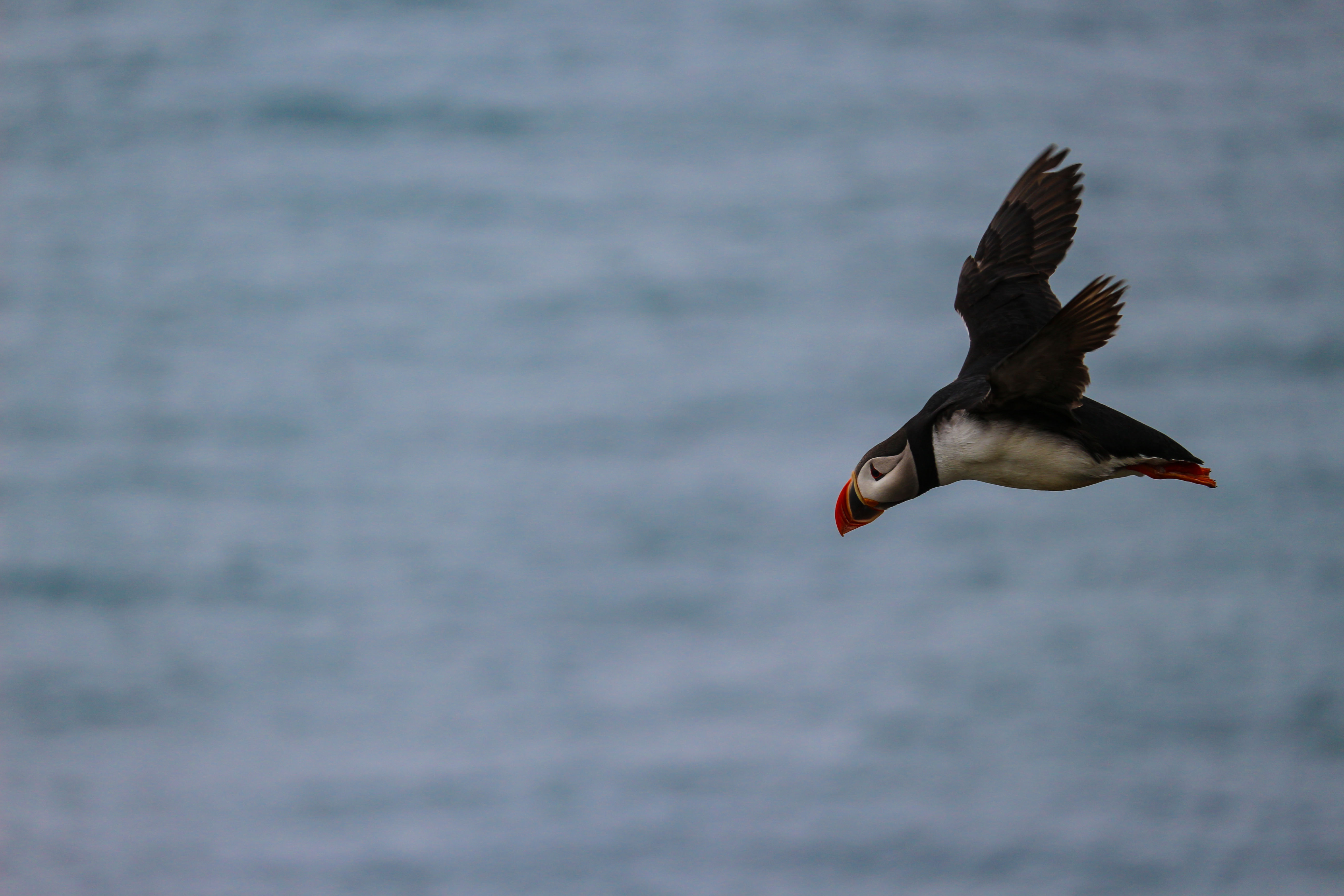 Flying puffin in Heimaey