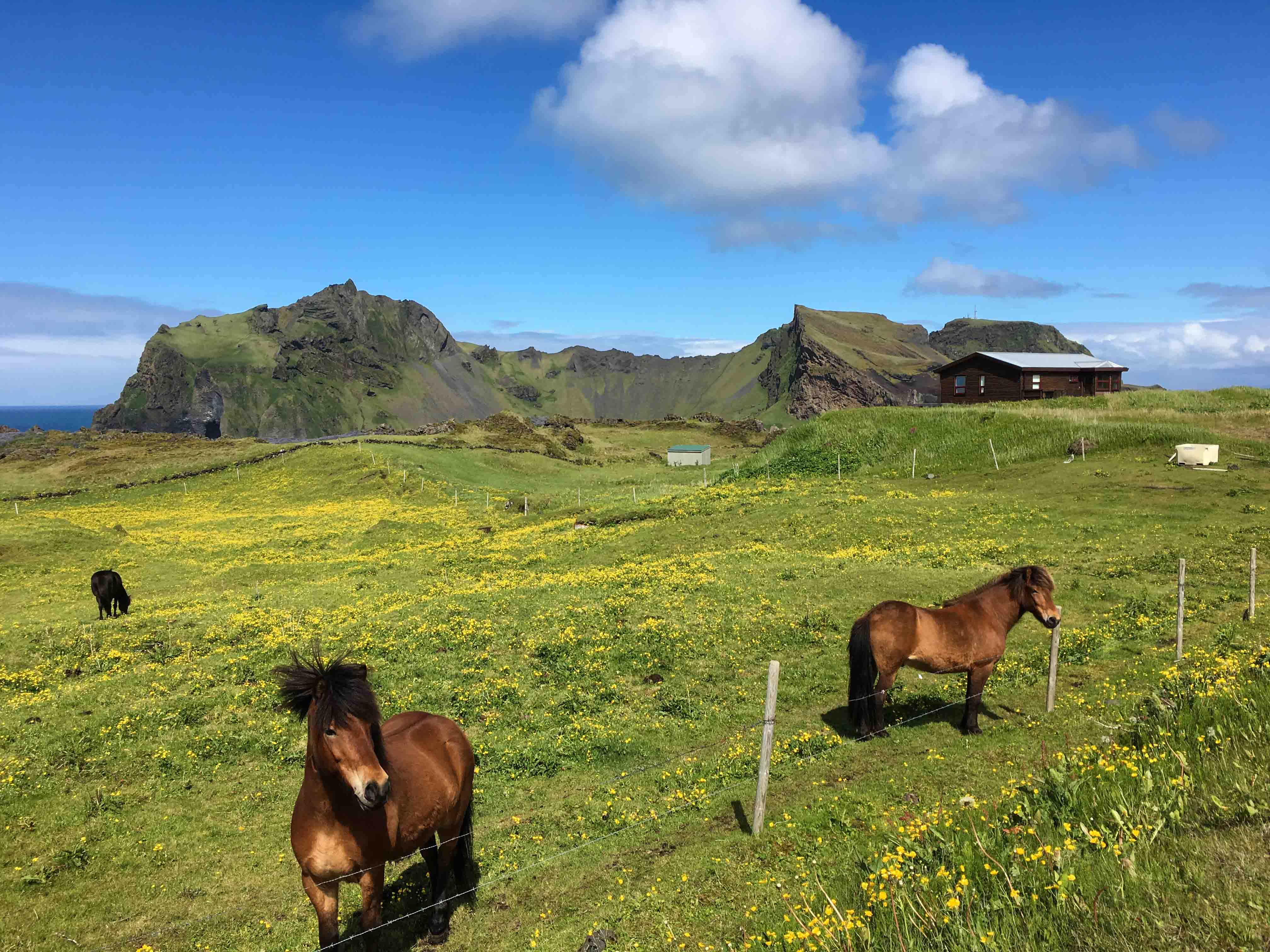 Icelandic horses in Heimaey