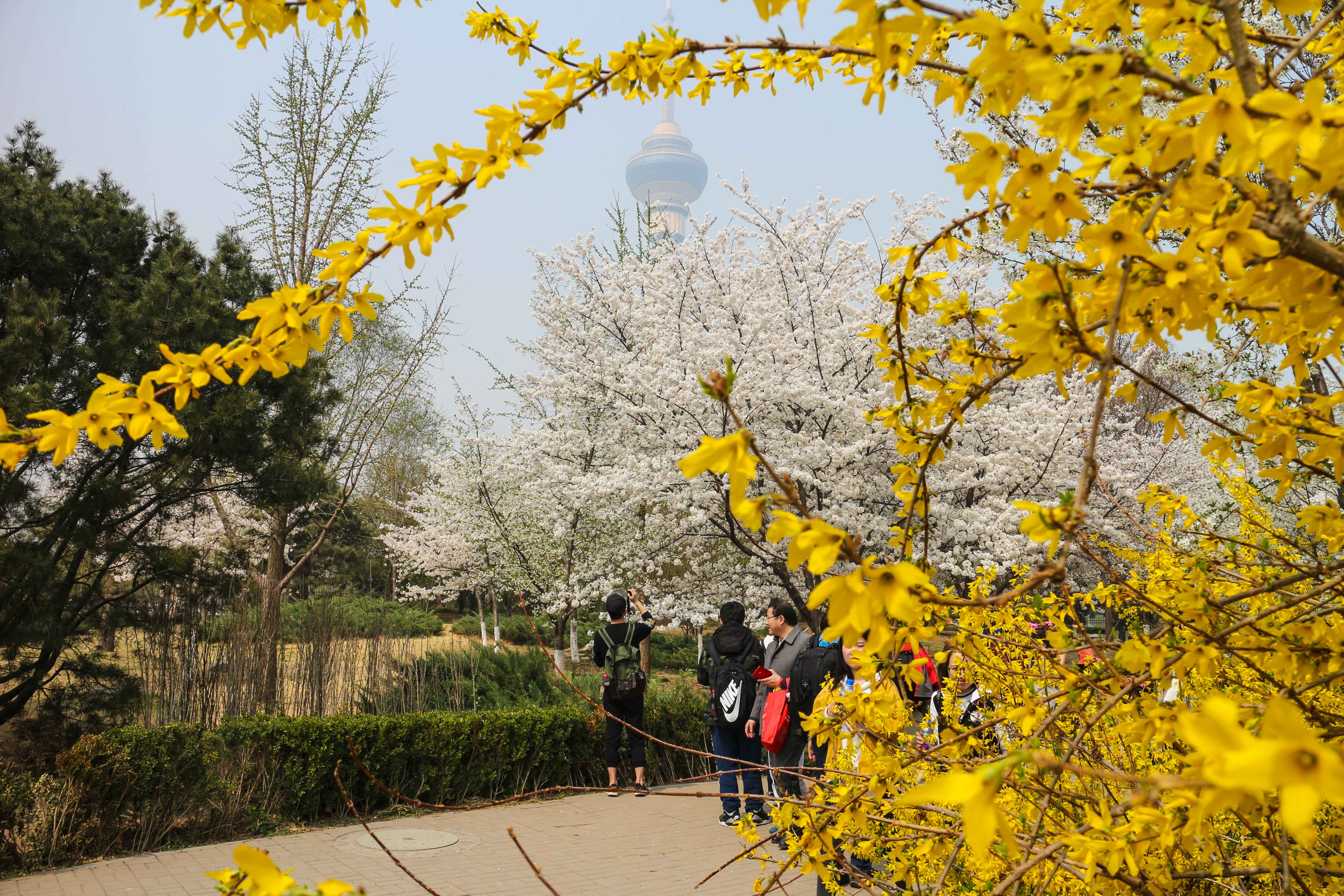Cherry Blossoms in Yuyuantan Park Beijing