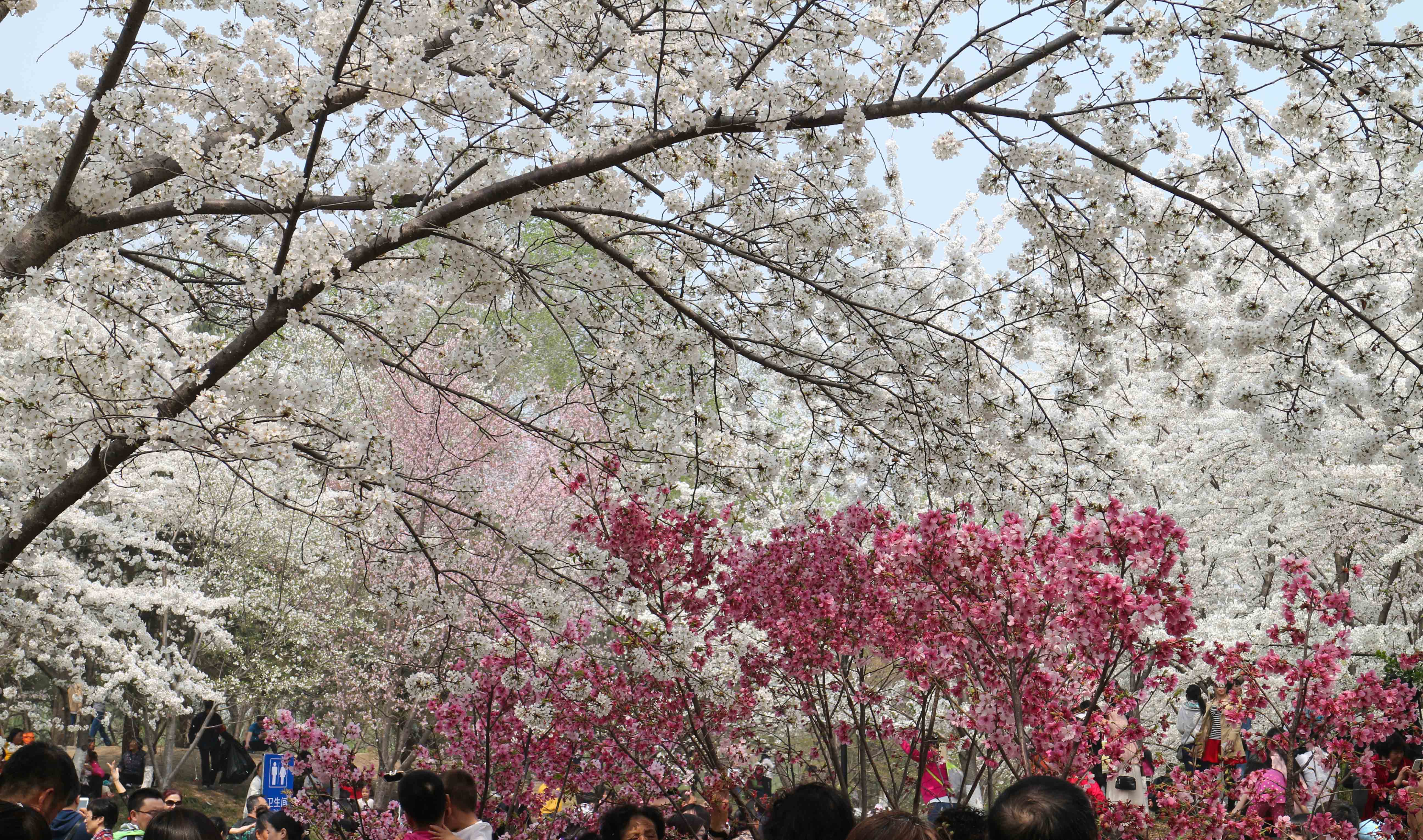 Cherry Blossoms in Yuyuantan Park Beijing