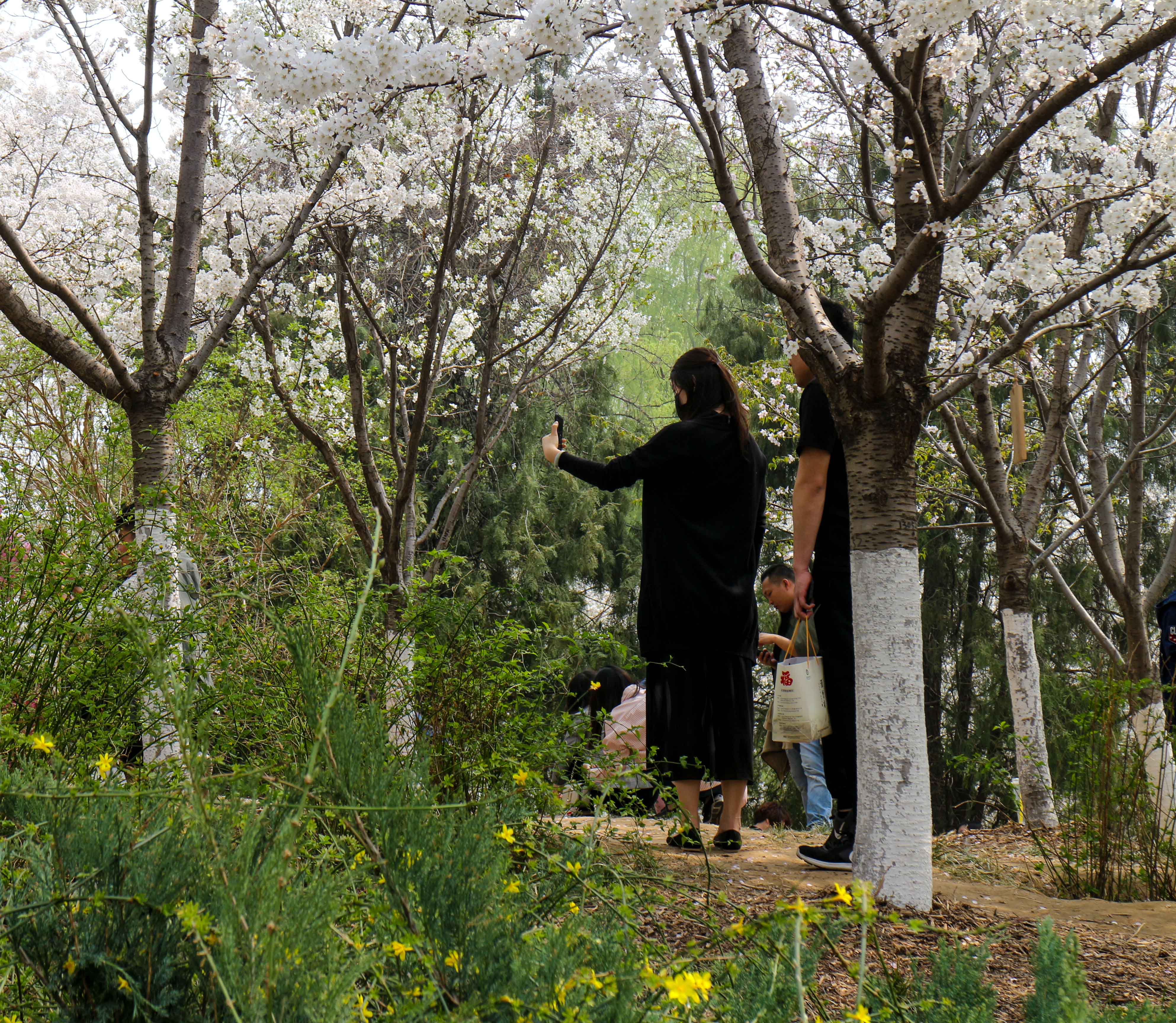 Selfies in Cherry Blossoms, Yuyuantan Park