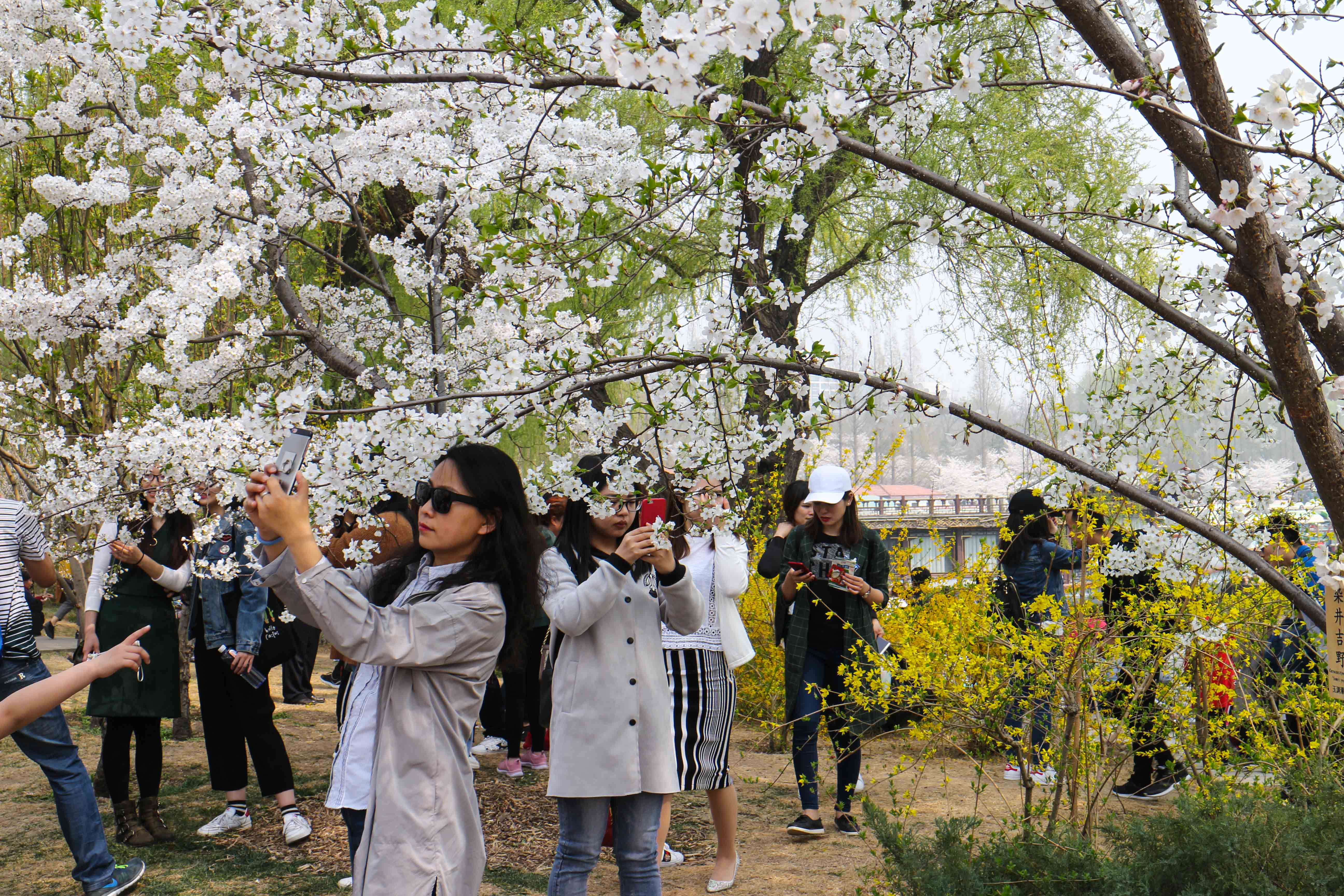 Selfies in Cherry Blossoms in Yuyuantan Park Beijing