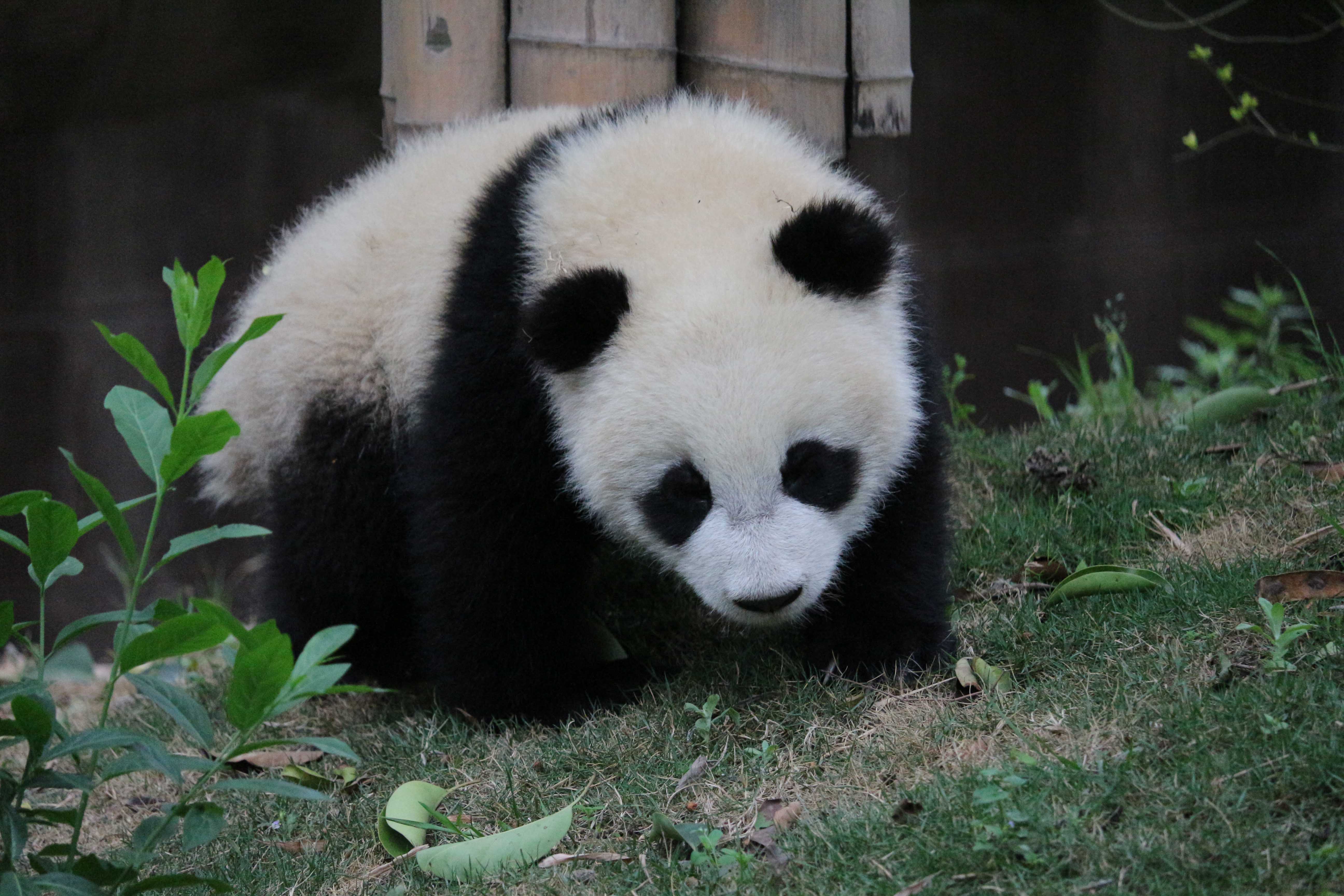 chengdu panda cub