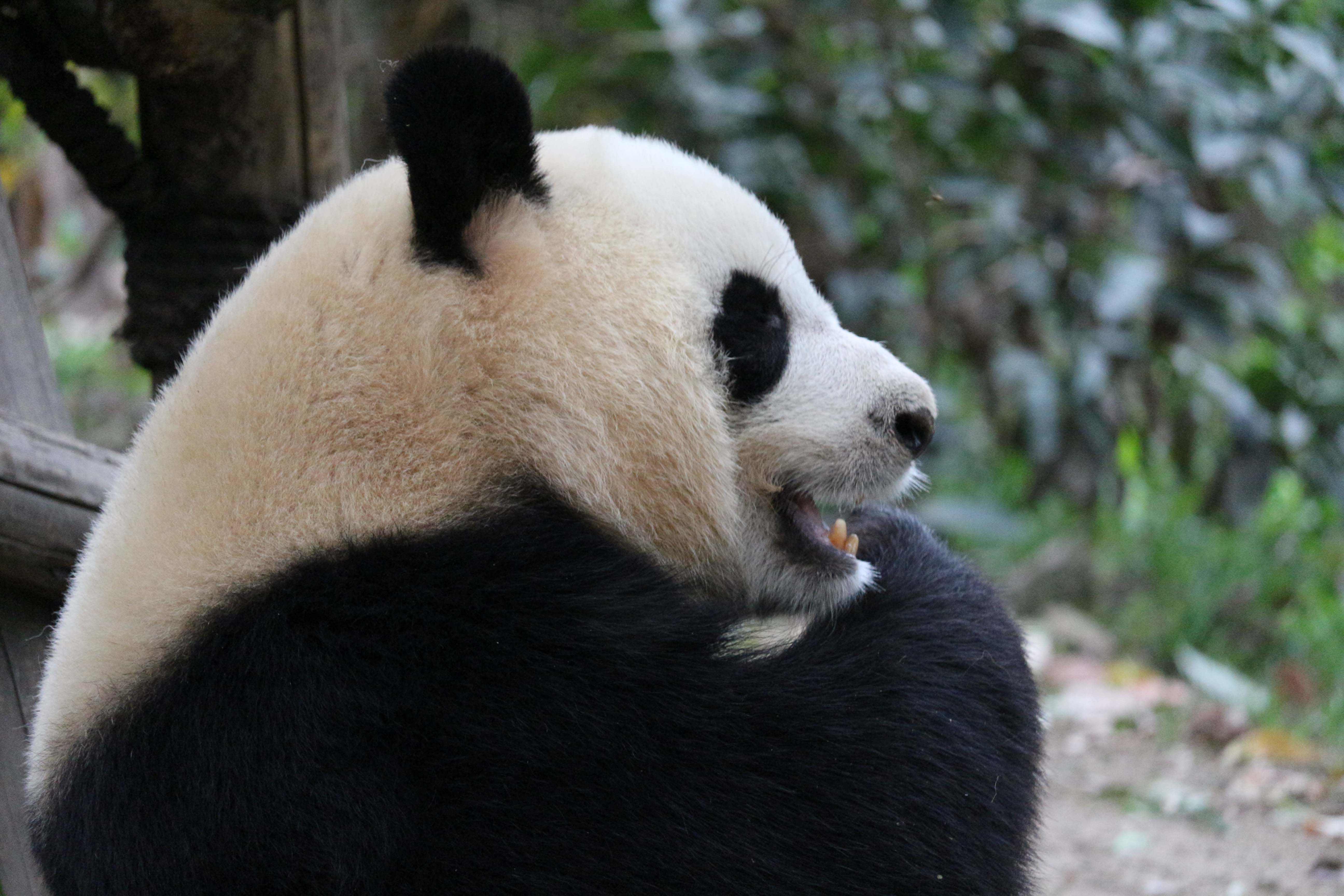 laughing panda in Chengdu