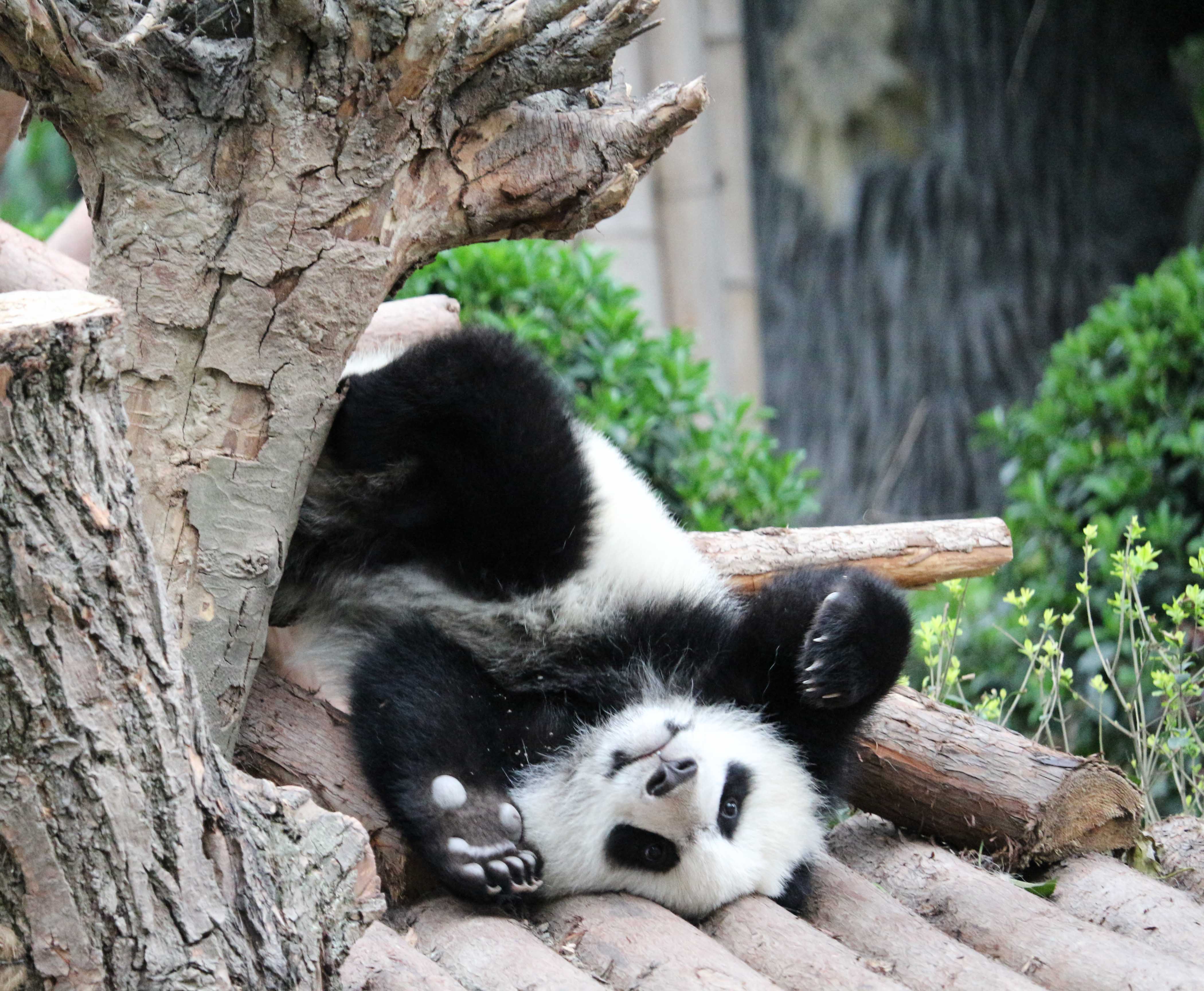 panda cub chengdu