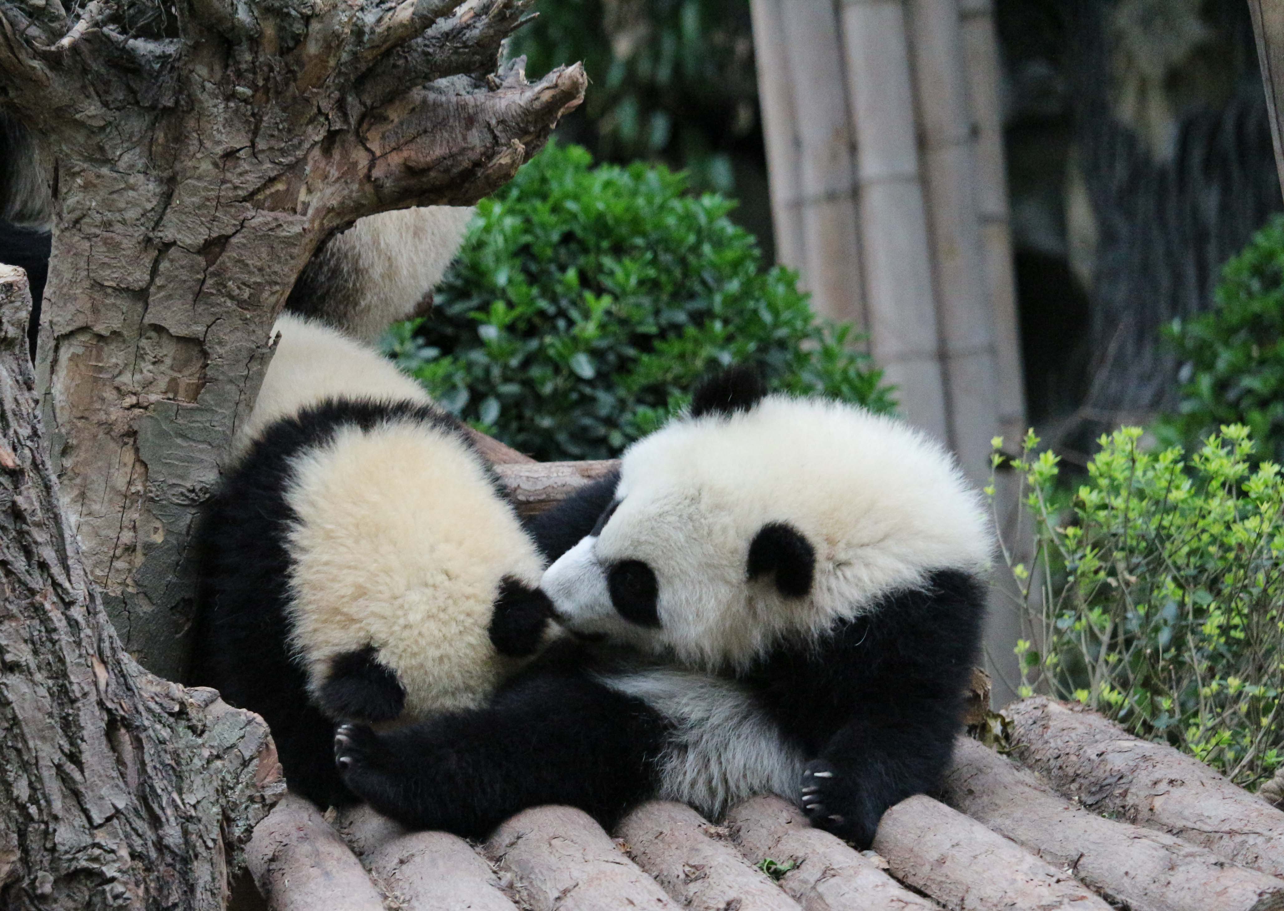 pandas in Chengdu