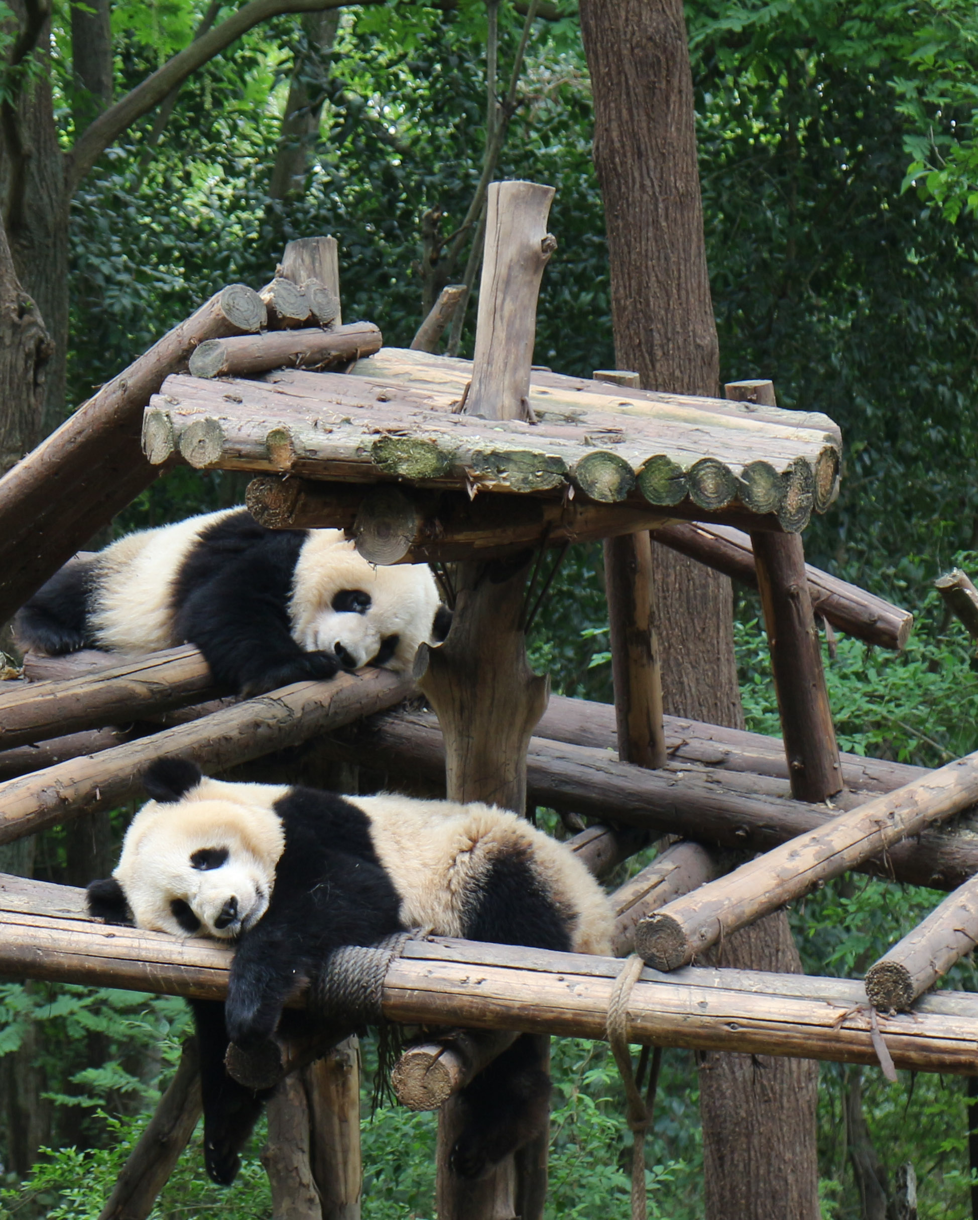 sleeping giant pandas