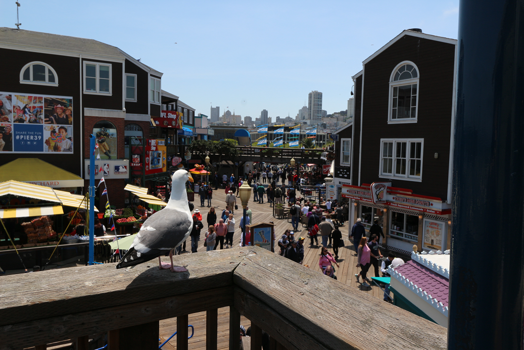 Pier 39 Fisherman's Wharf San Francisco