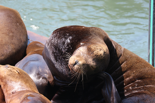 A sea lion in San Francisco's Pier 39