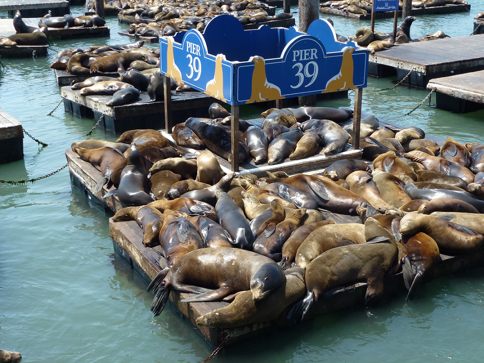 San Francisco's sea lions - Science Wanders