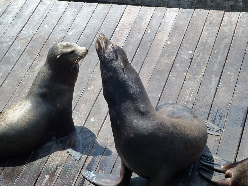 Sea lions strutting around San Francisco's Pier 39