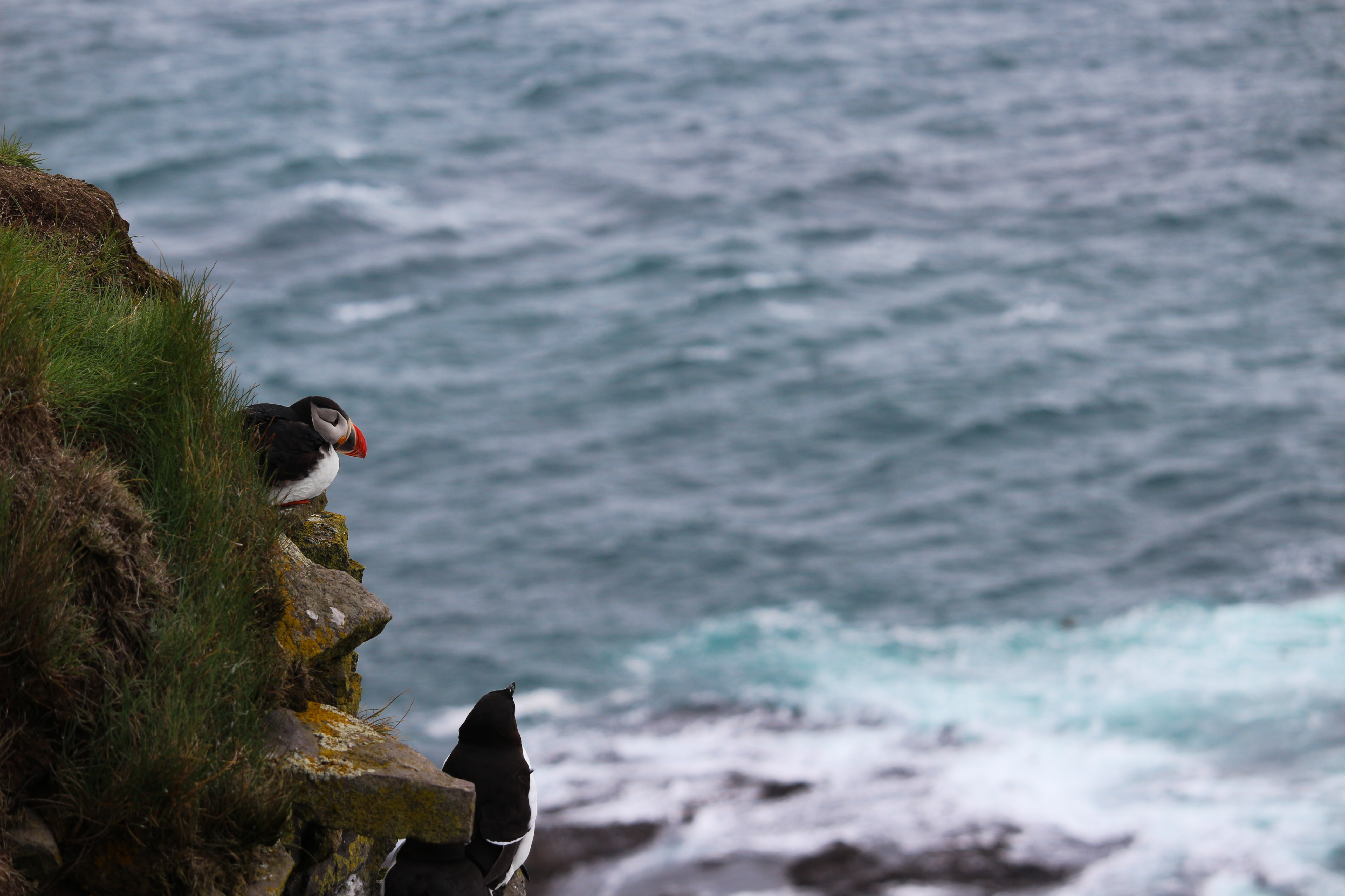 Puffin enjoying the view in Latrabjarg