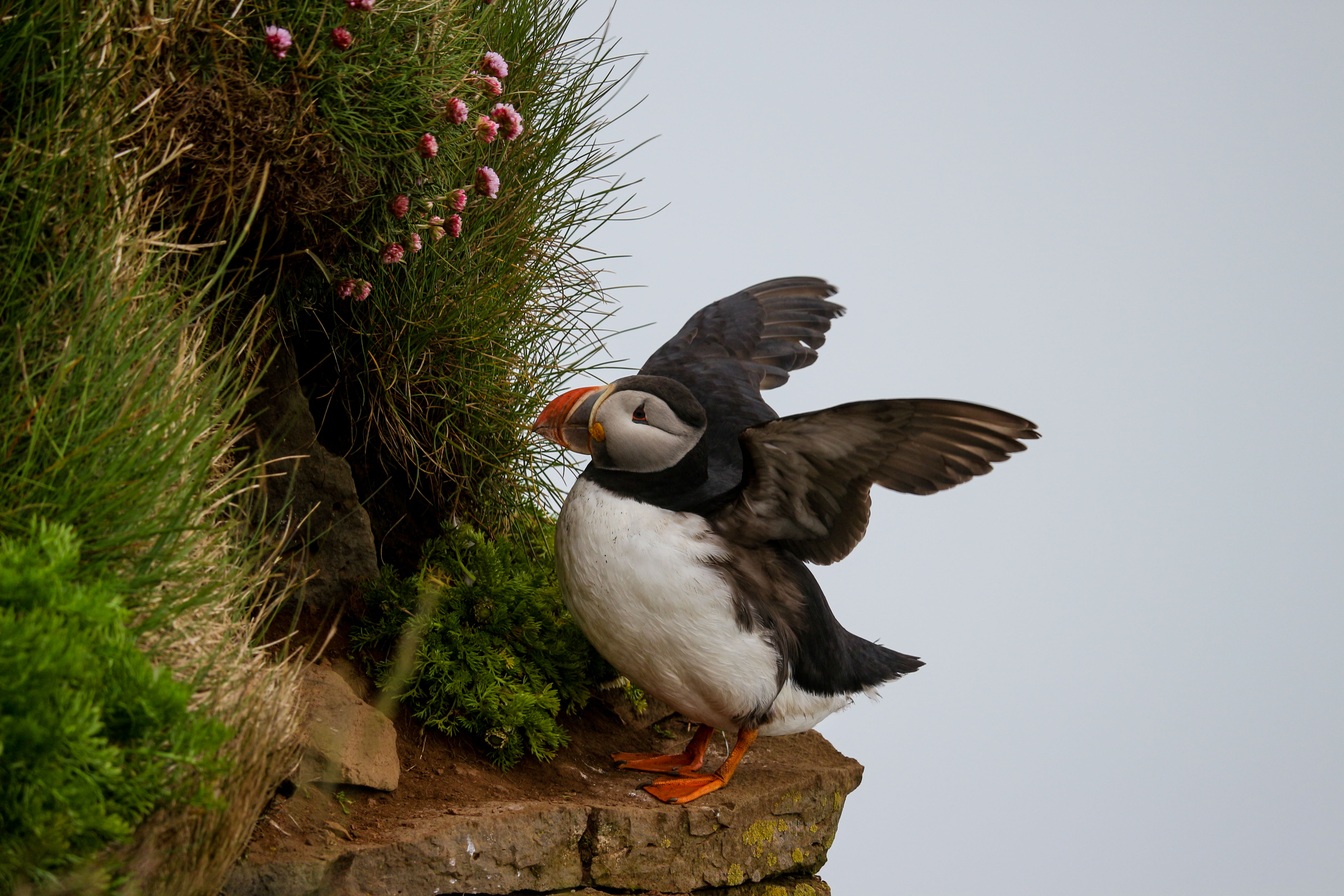 Puffin nest in Latrabjarg