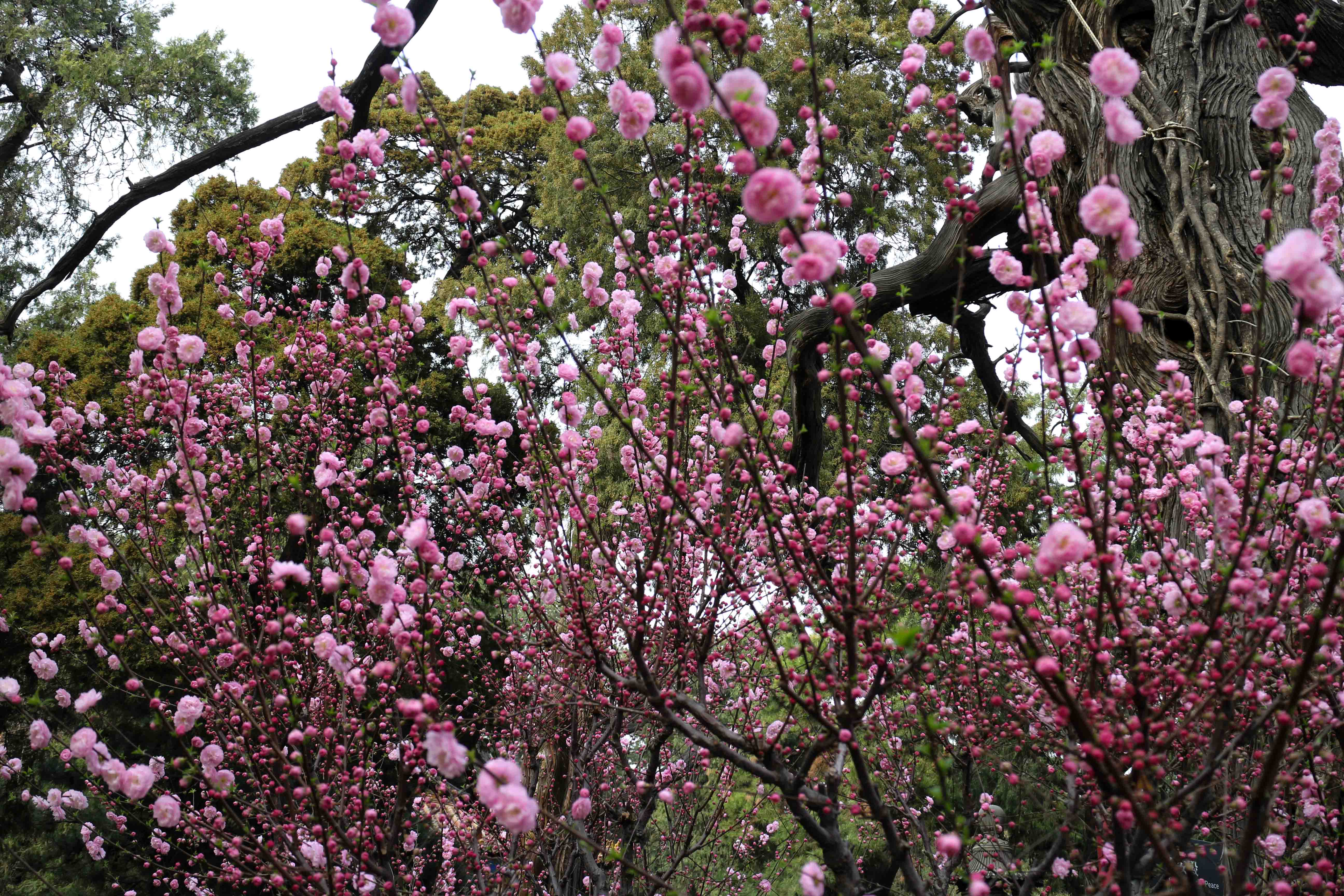 Imperial Garden Forbidden City Beijing