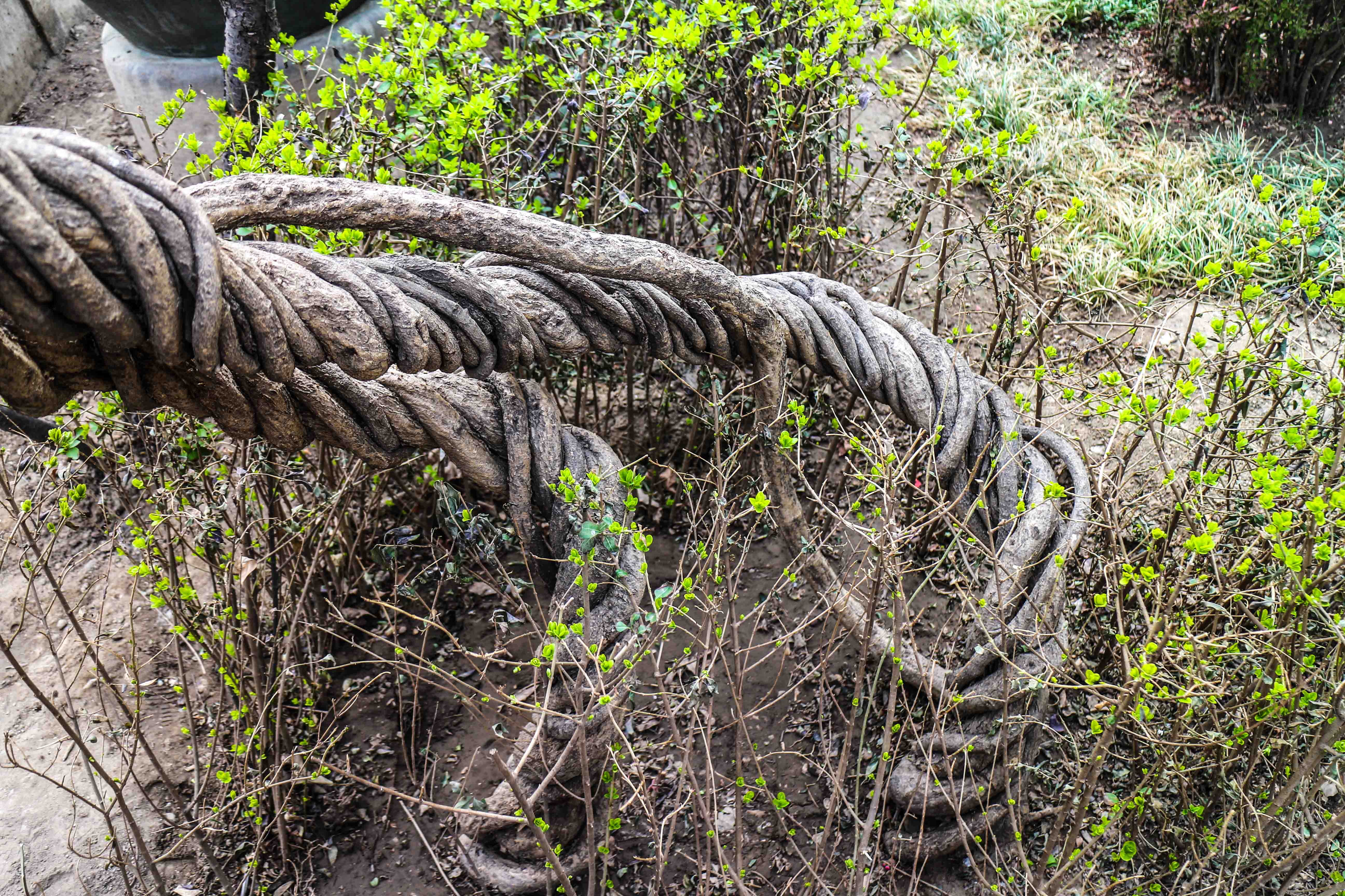 awesome tree roots in imperial garden forbidden city beijing