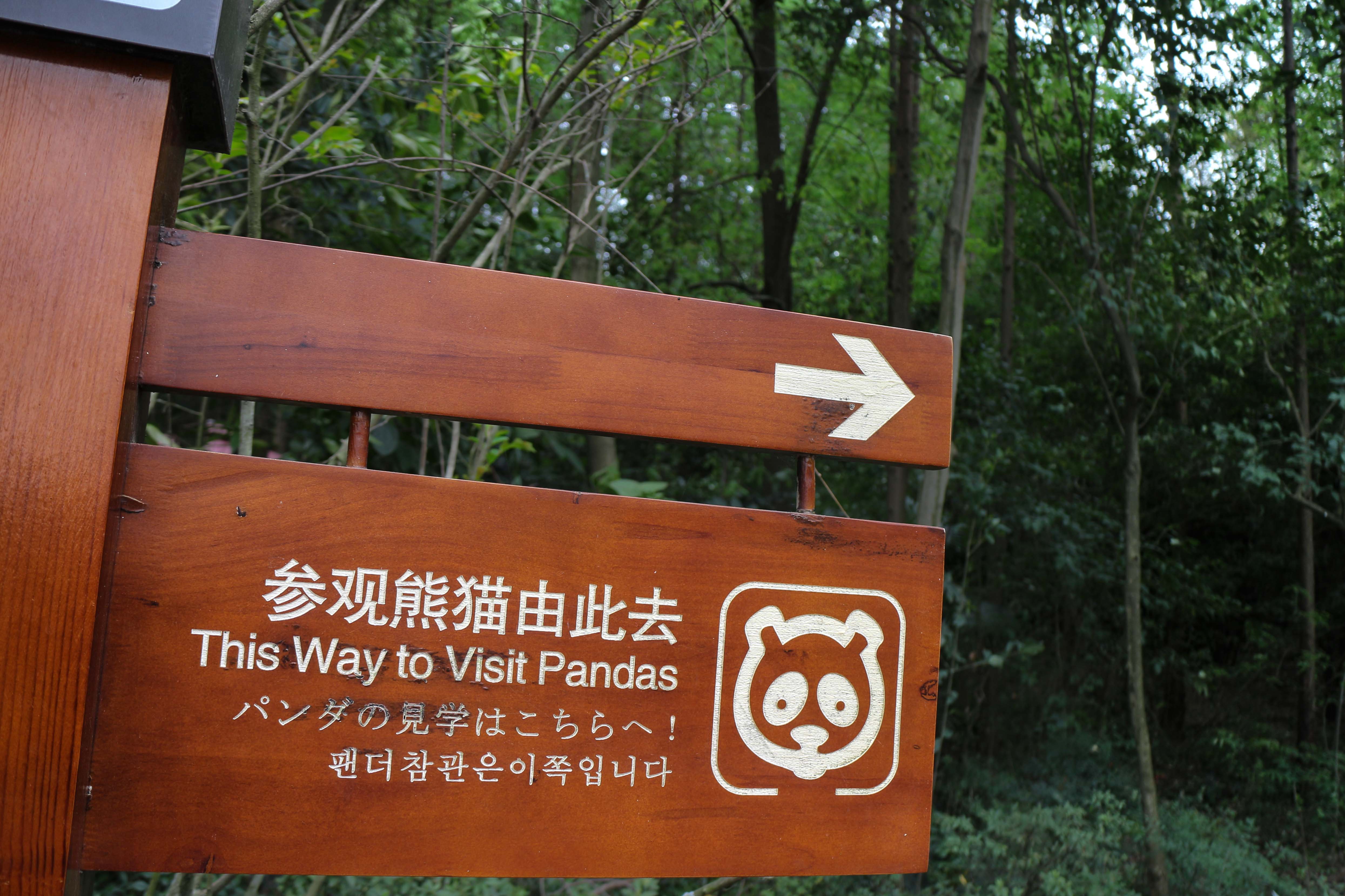 Pandas in China