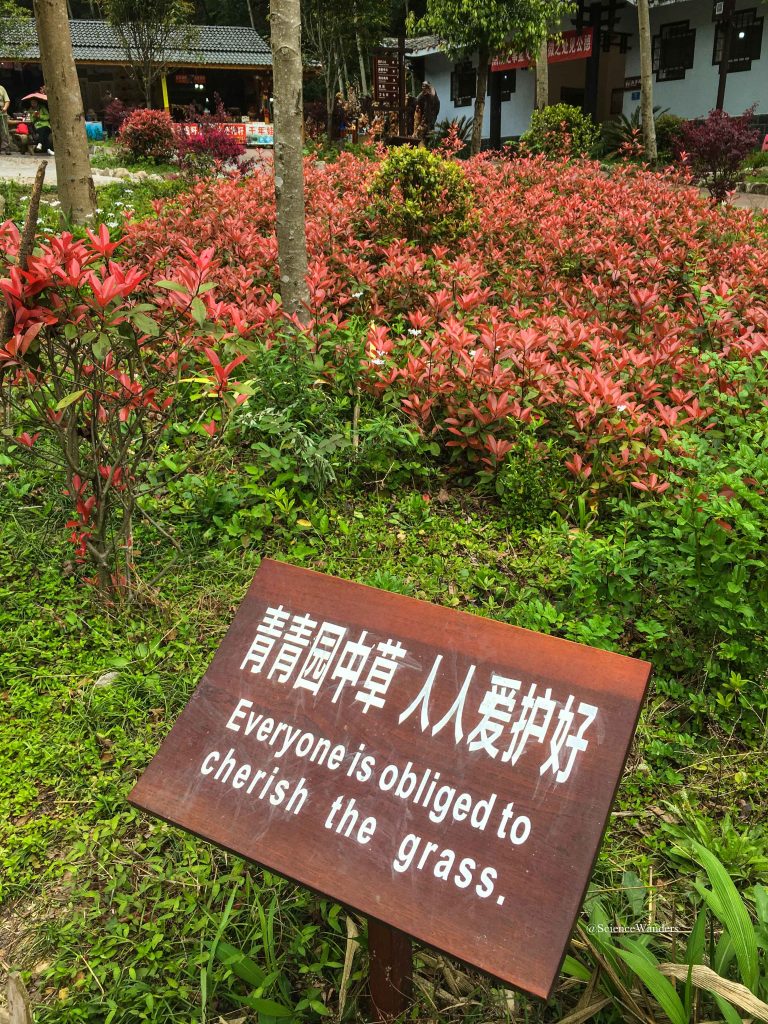 Zhangjiajie cherish the grass 