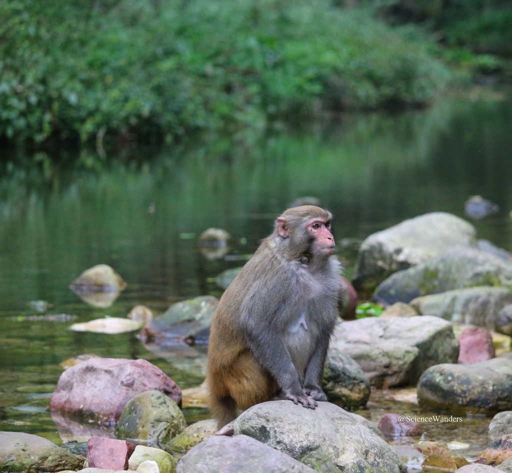 Zhangjiajie monkey river