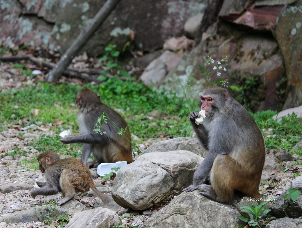 Zhangjiajie monkeys