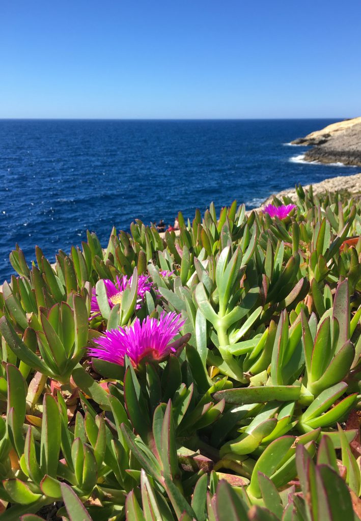 Carpobrotus edulis flowers in Wied iz-Zurrieq Malta