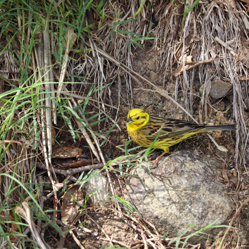yellowhammer (Emberiza citrinella)