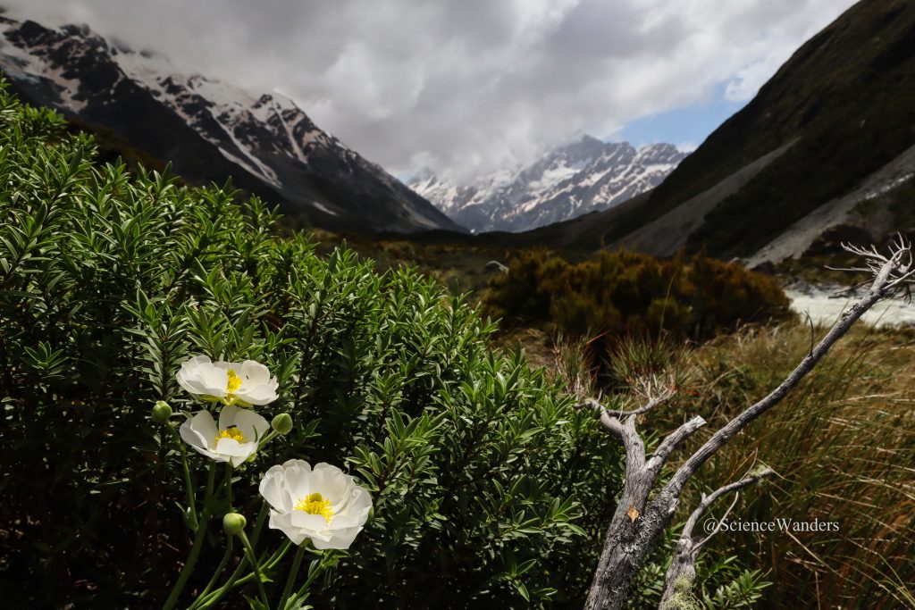 Mount Cook buttercup
