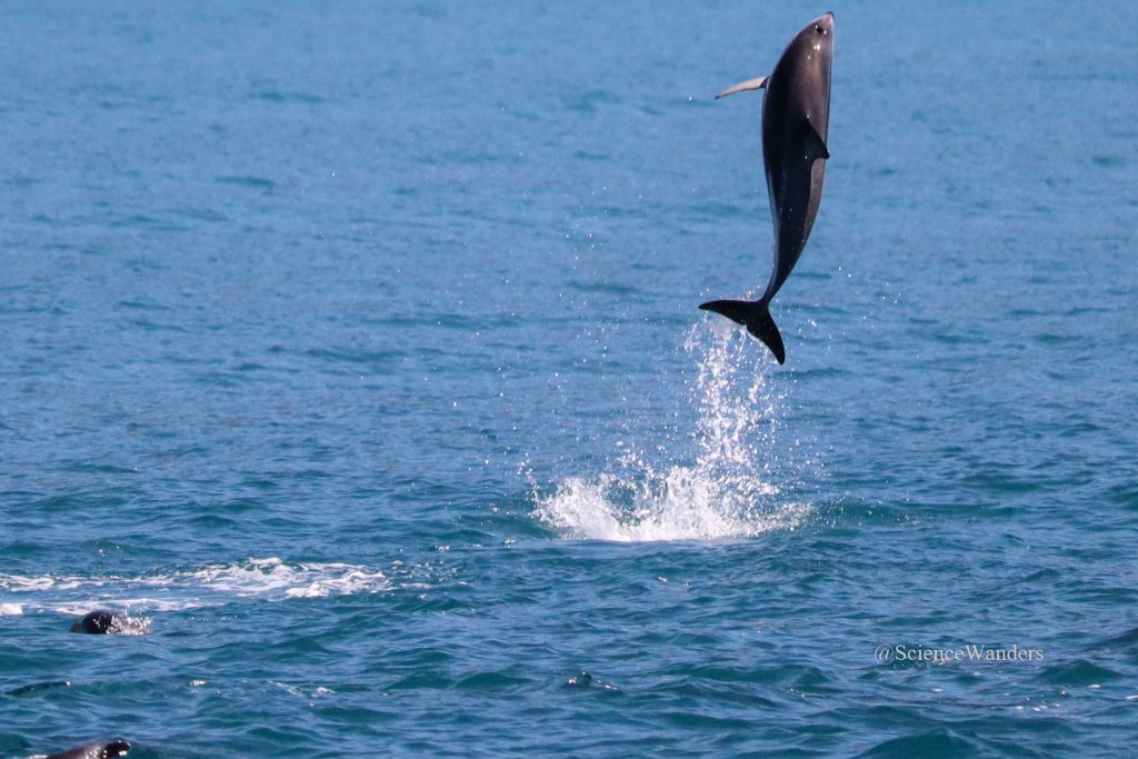 dusky dolphin Kaikoura