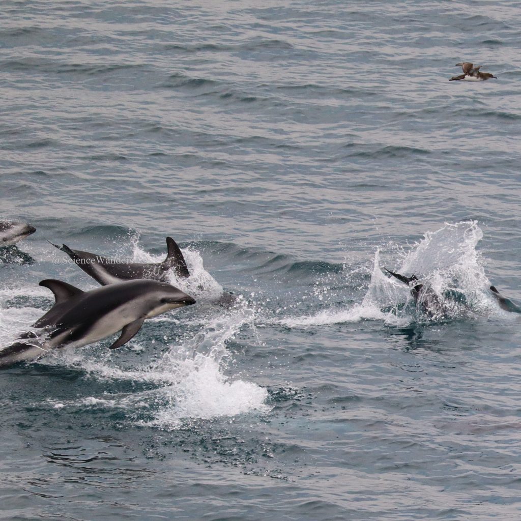 Dolphins on the way to the South Island