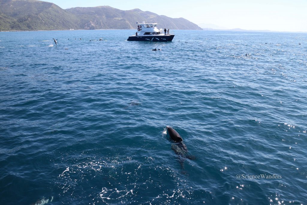 Kaikoura dolphins