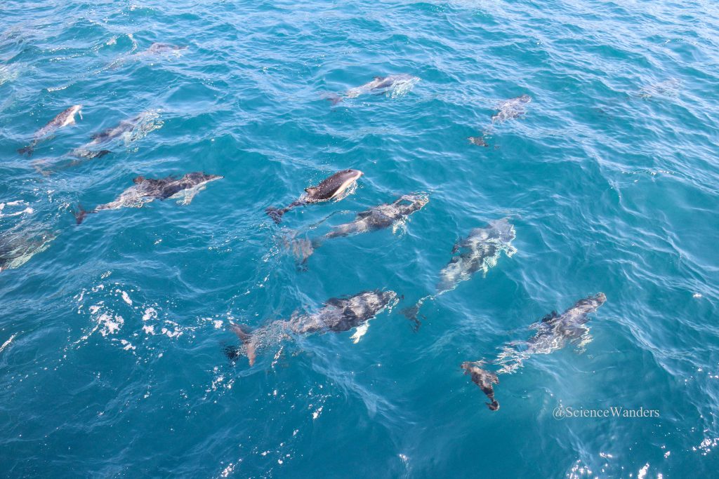 Dusky dolphins Kaikoura