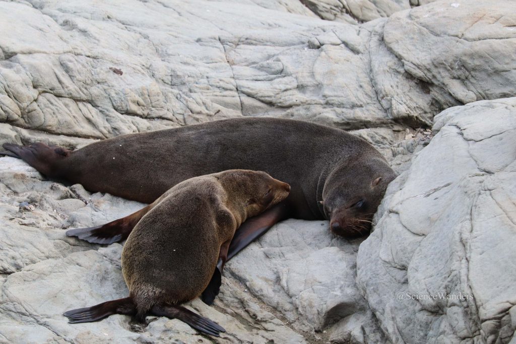 New Zealand fur seal Kaikoura