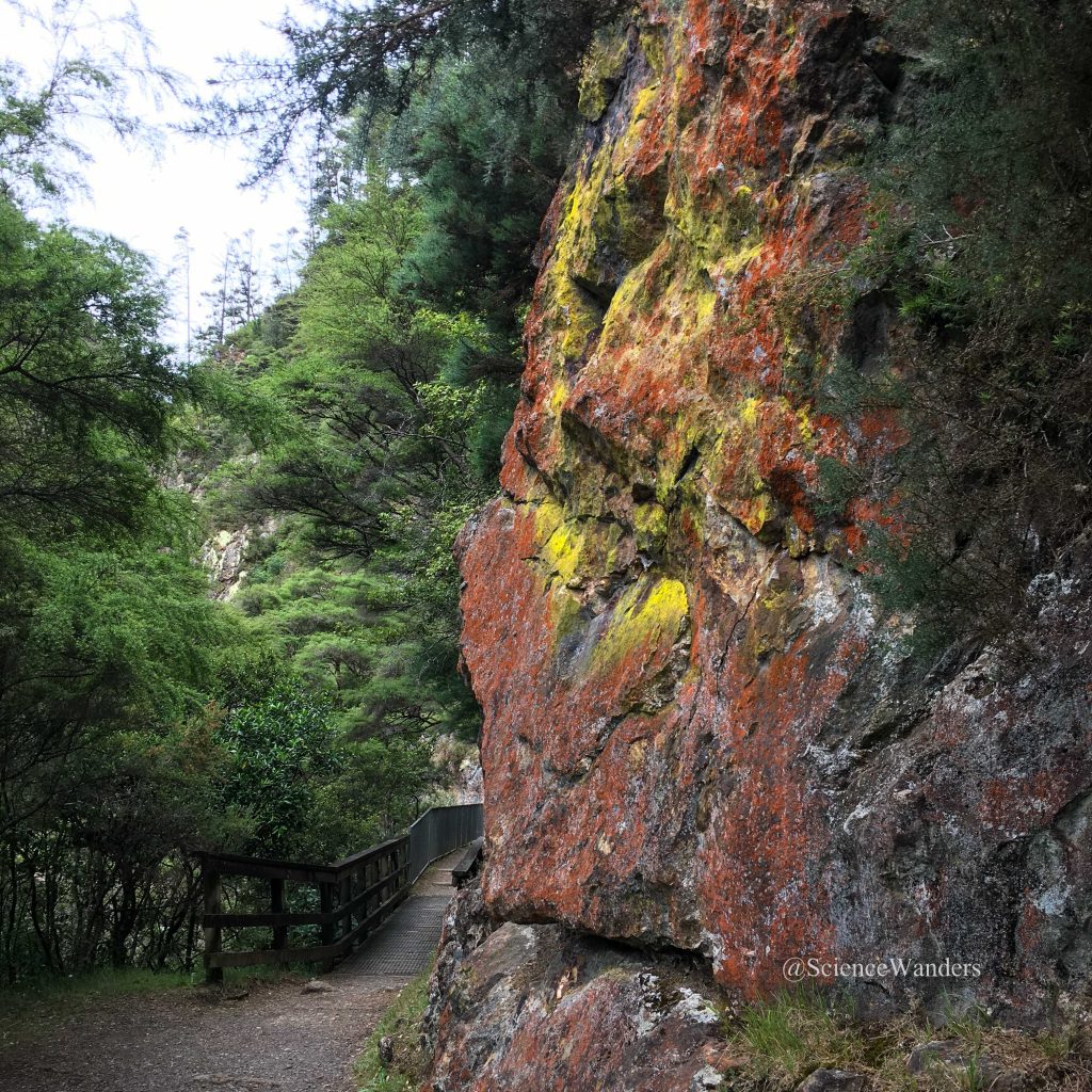 Lichen in Karangahake