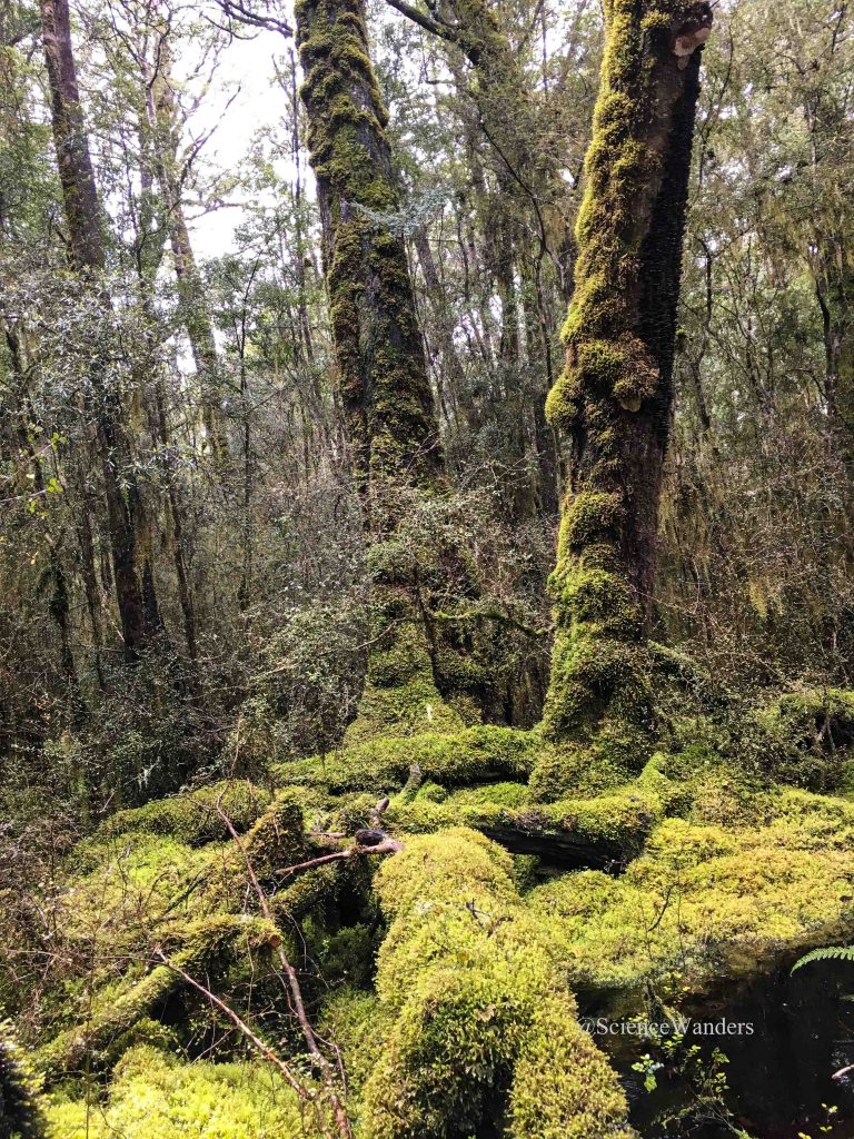 Kepler track