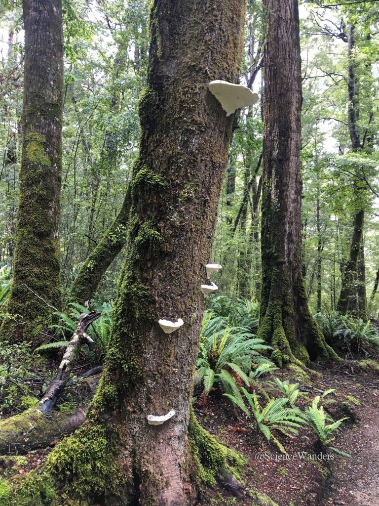 Kepler track