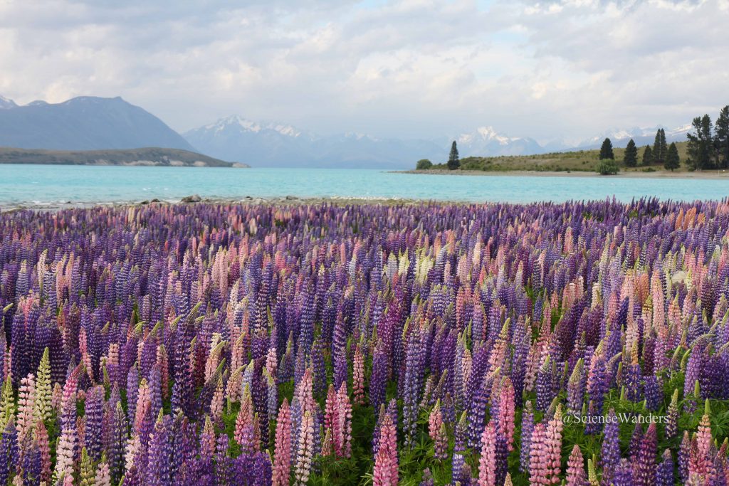 Lupins in Lake Tekapo