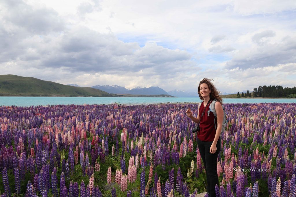 Lupins in Tekapo