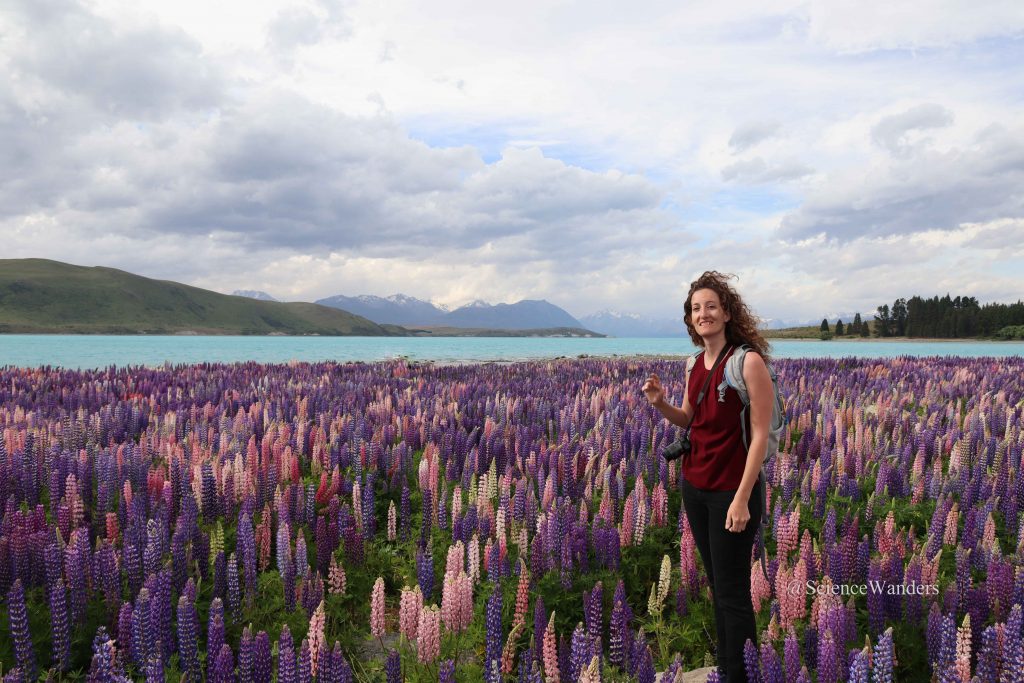 Lupins in Tekapo