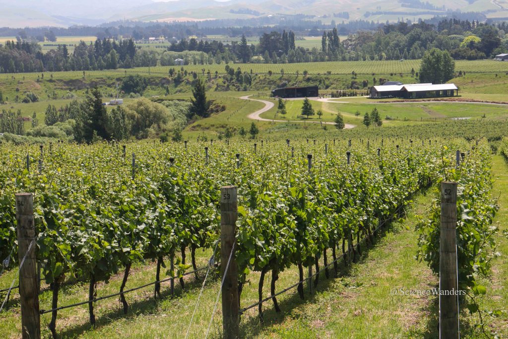 Waipara valley vineyard trail