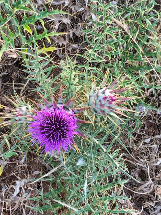 Hello wild artichoke! Science Wanders