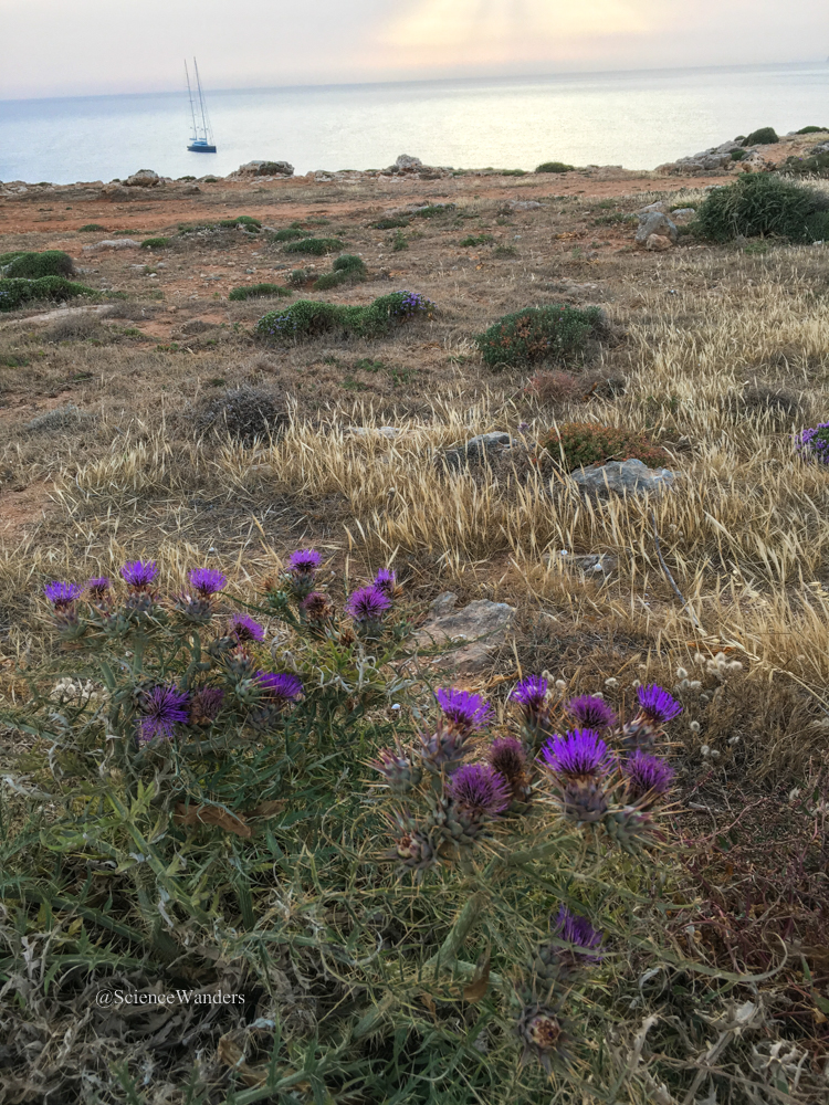 Wild artichoke in Majjistral Park Malta