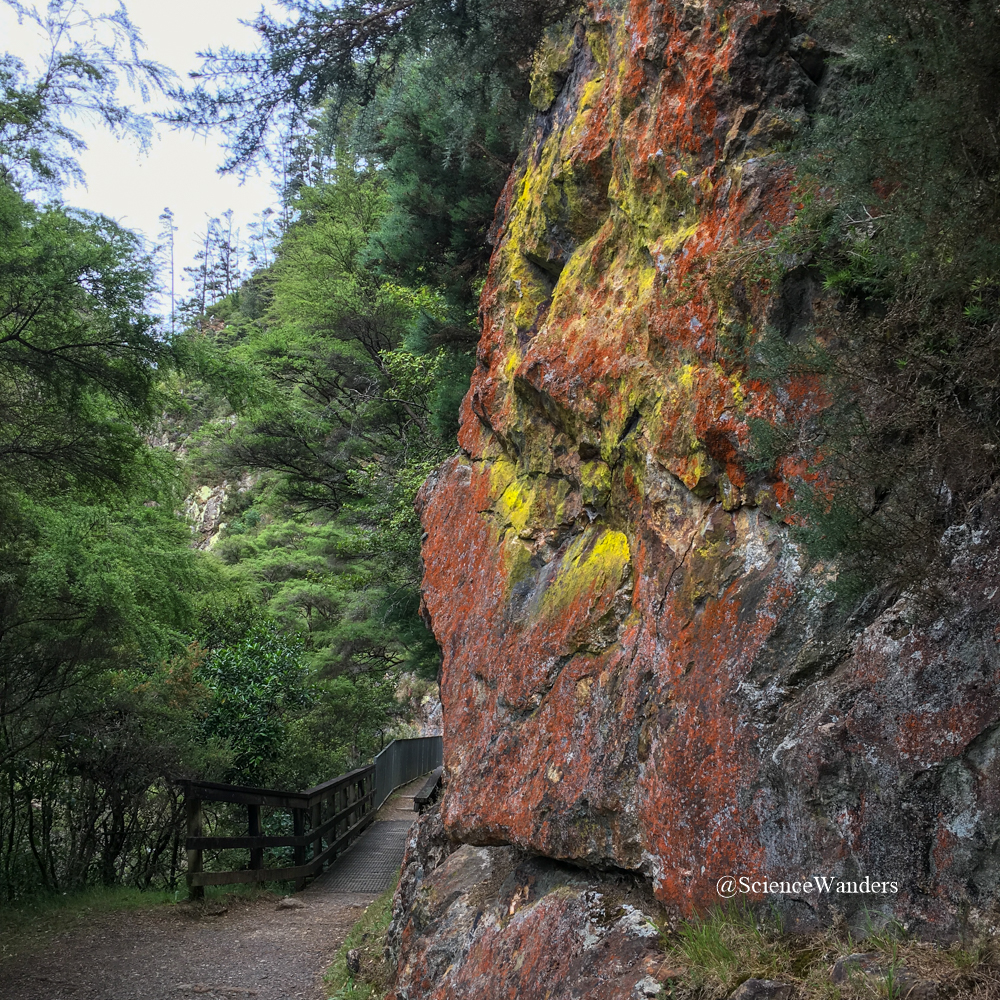 Gold and orange lichen Karangahake