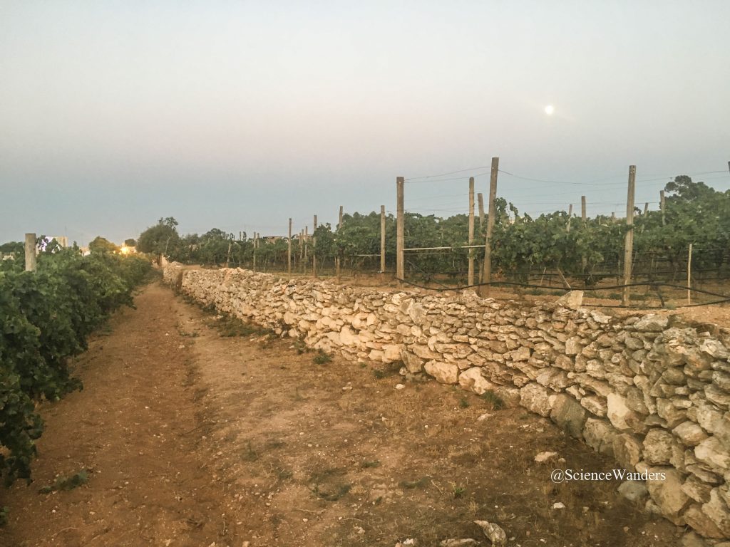 Soil in Marsaxlokk vineyard