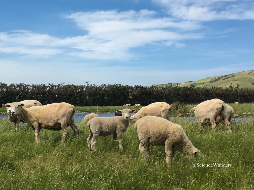 Sheep near vineyard