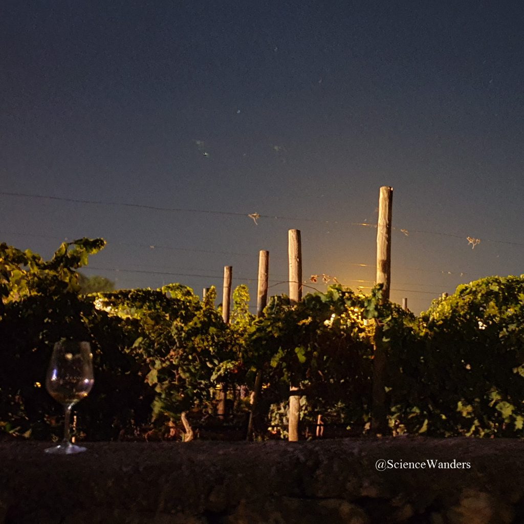 Marnisi under the stars, Marsaxlokk vineyard