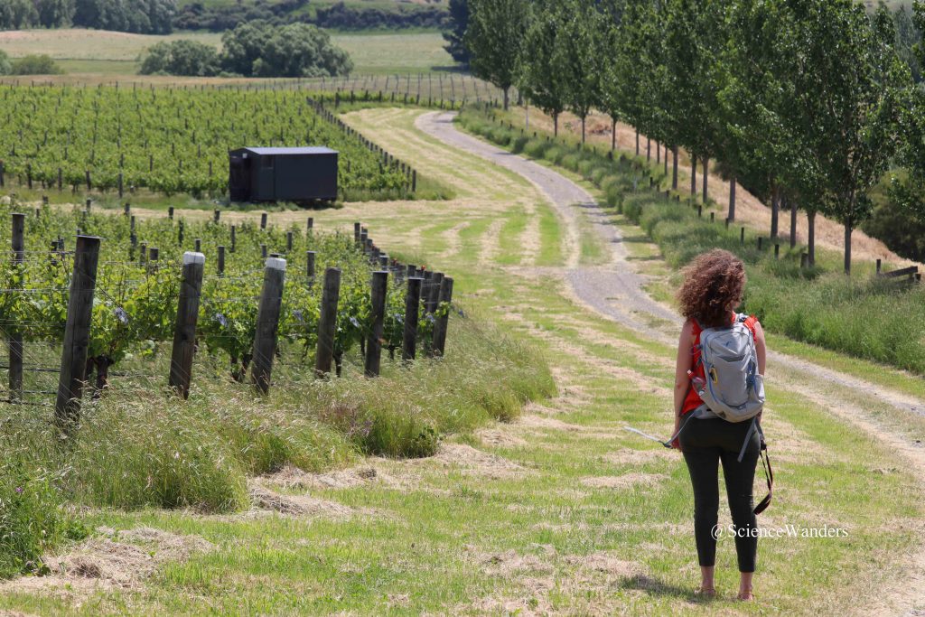 Waipara vineyard