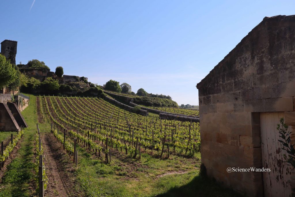 St Emilion vineyard on a slope