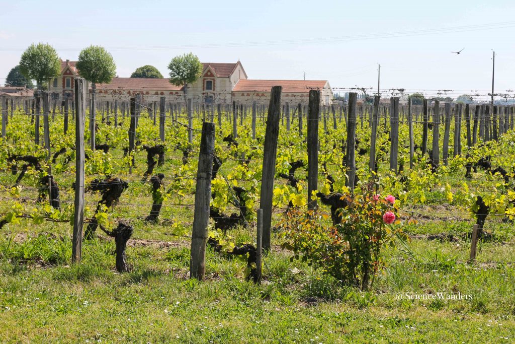 Roses in vineyard, St. Emilion